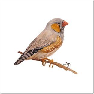 Zebra Finch Posters and Art